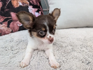 Ein Chihuahua-Mädchen sucht ein liebevolles Zuhause