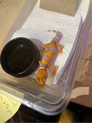 Leopardgeckos aus verschiedenen Verpaarungen   kommende Zuchtsaison