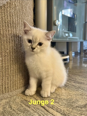 Zauberhafte Britisch Kurzhaar (BKH) Kitten- Abgabebereit