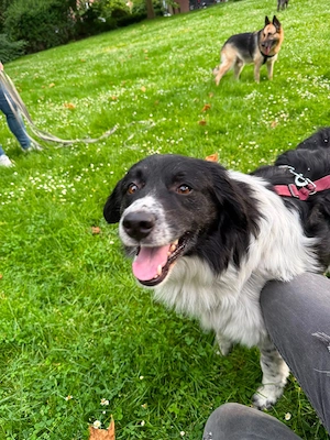 Border Collie Mischling Muki sucht seine Familie
