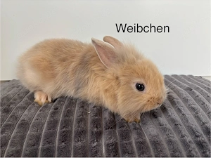 Kanninchen Babys