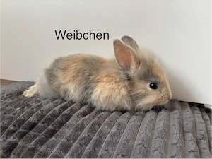 Kanninchen Babys