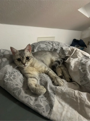 Bkh katze abzugeben