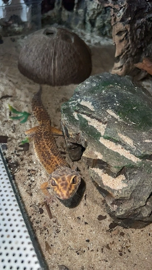 2 leopardgeckos 