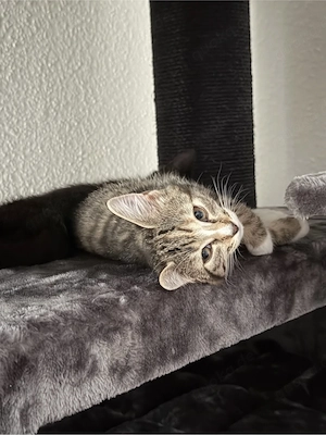 Babykatzen weblich 