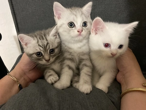 Bkh  Kitten von odded eyed Mutter 