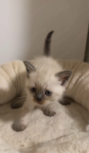 Süße kitten