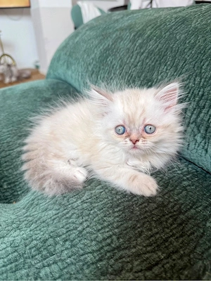 Perserkitten suchen zu Hause