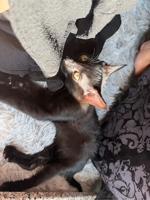 kleiner süßer kater 
