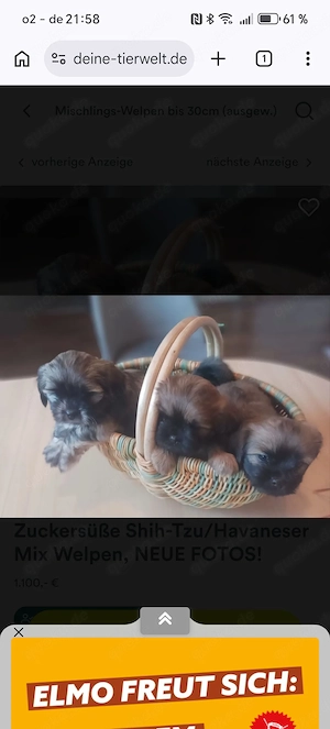 Zuckersüße Shih-Tzu Havaneser Mix Welpen