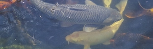 Soragoi Koi silbergrau