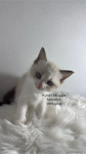 4 übrige Ragdolls zum verkauf!!