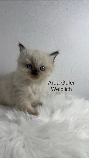 4 übrige Ragdolls zum verkauf!!
