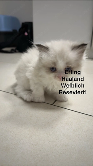 4 übrige Ragdoll Kittens zum verkauf!!