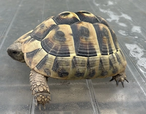 Griechische Landschildkröte - weiblich von 2016