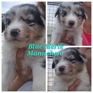 Australian Shepherd welpen Suchen ein Zuhause