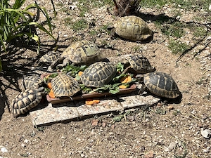 Griechische Landschildkröten - artenreine Nachzucht 