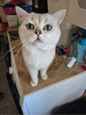 verkaufe meinen kater 
