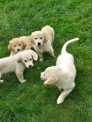Golden Retriever Welpen 