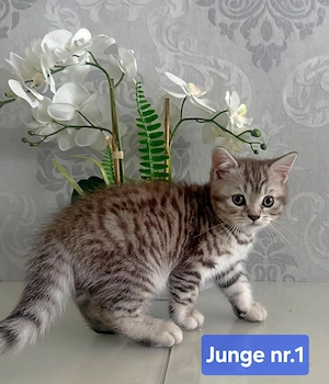 Bkh reinrassige Kitten 