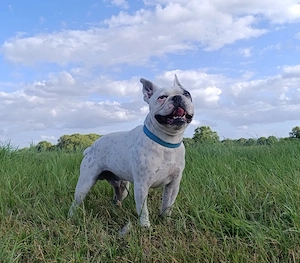 Boston Terrier