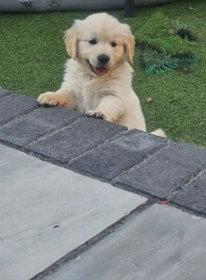 Süßer Golden Retriever Welpe sucht ein liebevolles Zuhause!   