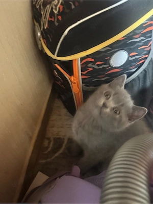 Zwei süße Katerchen suchen ein neues Zuhause
