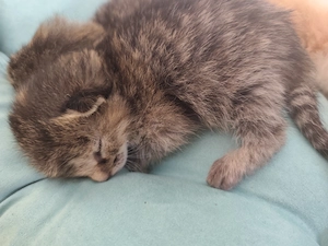  Süße Kitten suchen ein liebevolles Zuhause 