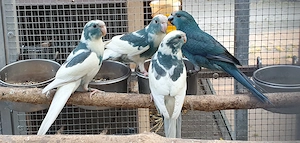 Sehr schöne Ziegensittiche in vielen Farben 