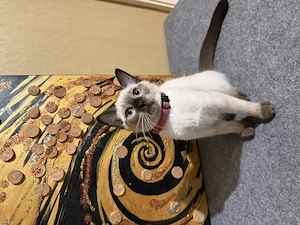 Thai Katze Kater Thaikitten Thaikatze Hundskatze