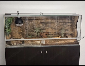 Terrarium komplett eingerichtet 120x50x40 inkl. zwei Leopardgecko weibchen