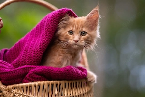 Maine Coon 