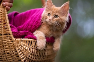 Maine Coon 