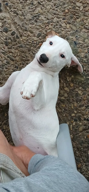 Mini Bullterrier - Podenco Mix Welpen 