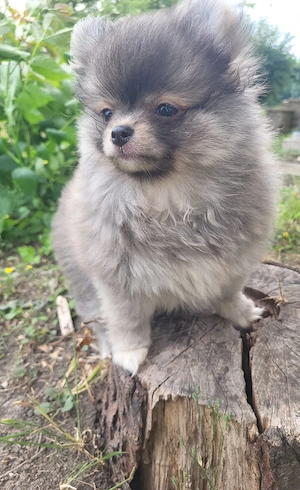 Zwergspitz Pomeranian Pomchi Chihuahua Welpen Hündin 