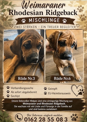 Rhodesian Ridgeback Weimaraner Mischlings Welpen