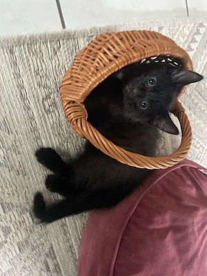 schwarze Kater