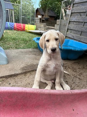 Deutsche Dogge x Pudel Mix Mischling sind süße Great Danoodle Welpen 