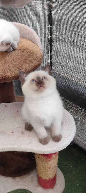 BKH-Katze in der Farbe Blue Point (mit weißen Abzeichen) sucht ein liebevolles Zuhause