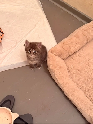 5 wunderschöne kitten 
