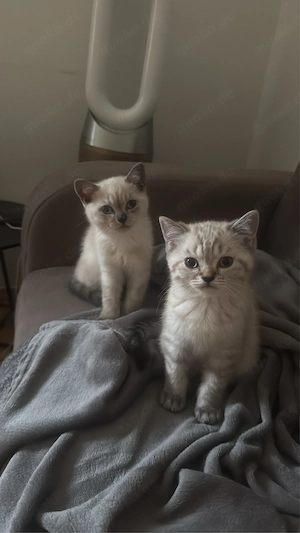 katzenbebey bkh 