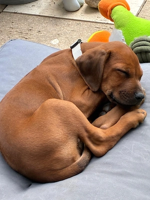 Rhodesian Ridgeback Welpen, sorgen garantiert für begeisterte Herrchen (RECHTS)  10 Monate
