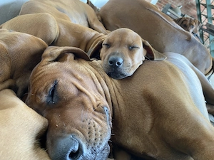 Rhodesian Ridgeback Welpen, 11 Wochen, abgabebereit, sorgen bereits für sehr begeisterte Familien