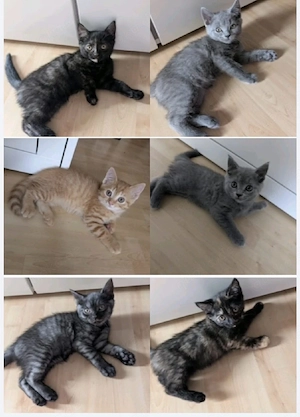 BKH Kitten suchen ein liebevolles Zuhause