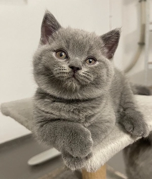 BKH-Kitten Reinrassige suchen ein neues Zuhause!