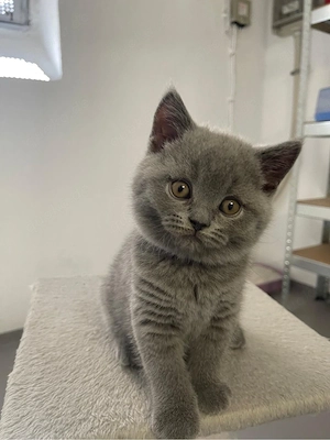 BKH-Kitten Reinrassige suchen ein neues Zuhause!