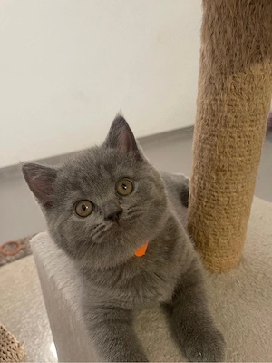 BKH-Kitten Reinrassige suchen ein neues Zuhause!
