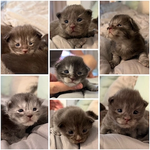   maine coon kitten suchen für immer Zuhause 