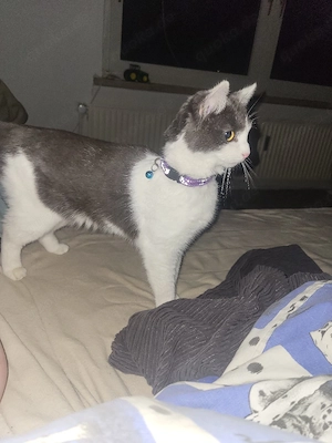katze zu verkaufen