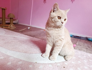 BKH Kater in Creme sucht Zuhause  Bild 2